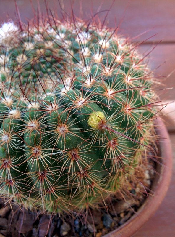 notocactus_erubescens_aerioles.jpg