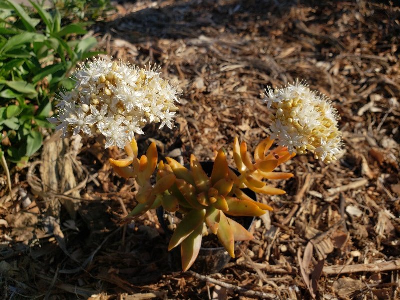 Sedum sp