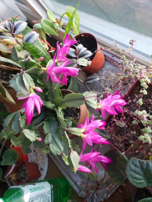 Schlumbergera hybrid