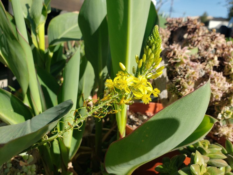 Bulbine frutescens