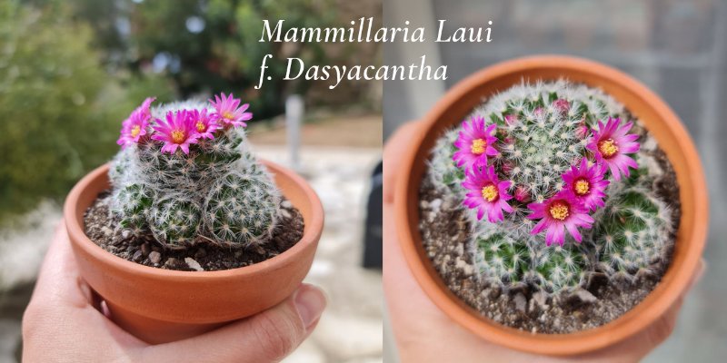 Mammillaria-Laui.jpg