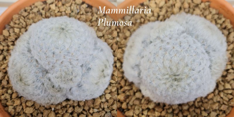 Mammillaria-Plumosa1.jpg