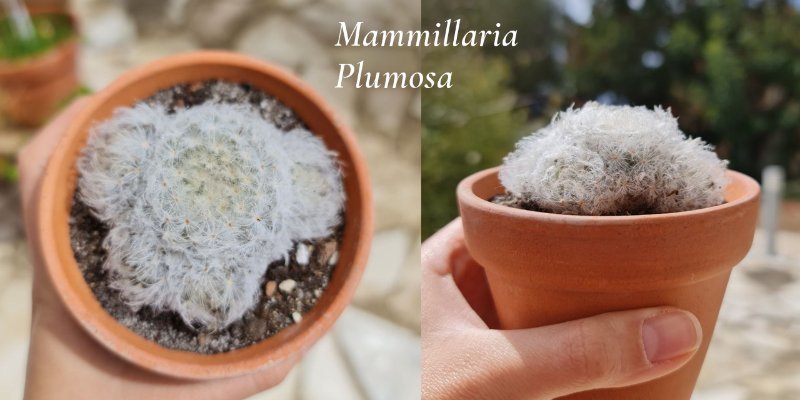 Mammillaria-Plumosa2.jpg