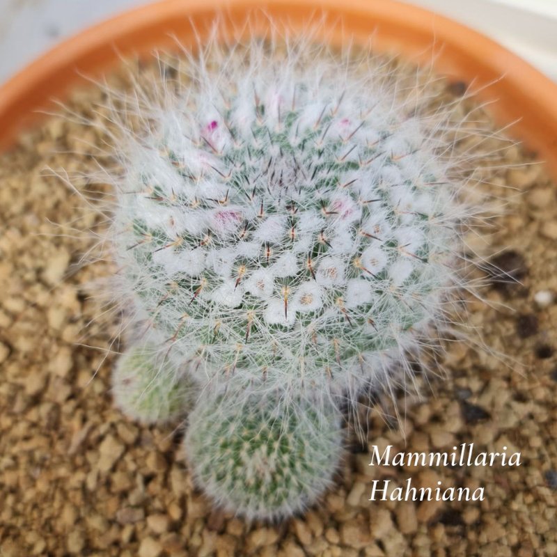 Mammillaria-Hahniana1.jpg