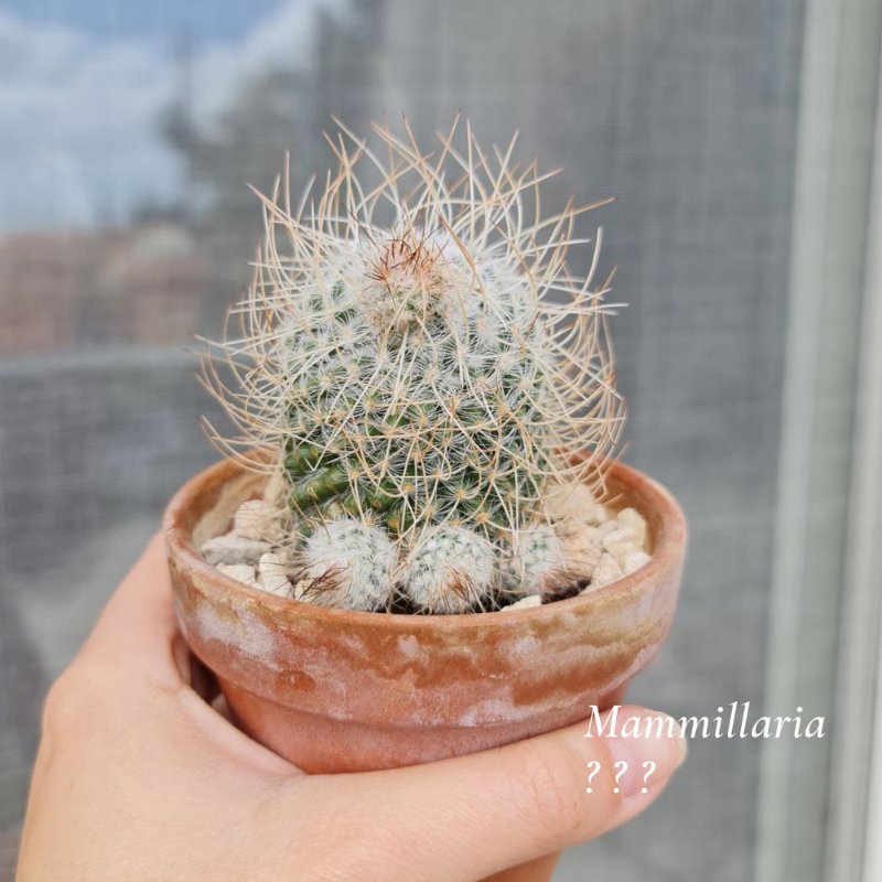 Mammillaria.jpg