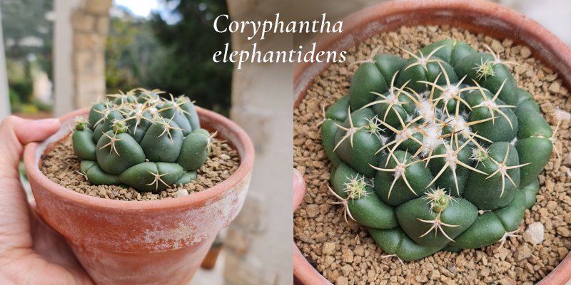Coryphantha4.jpg