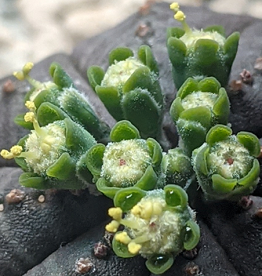 Euphorbia_obesa2a.png
