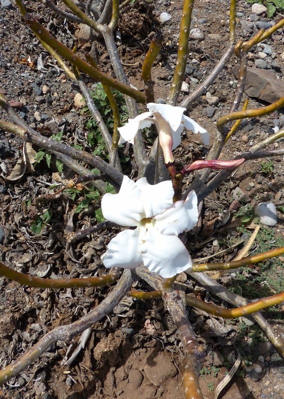 Pachypodium decaryi mit Blüten (570x800).jpg