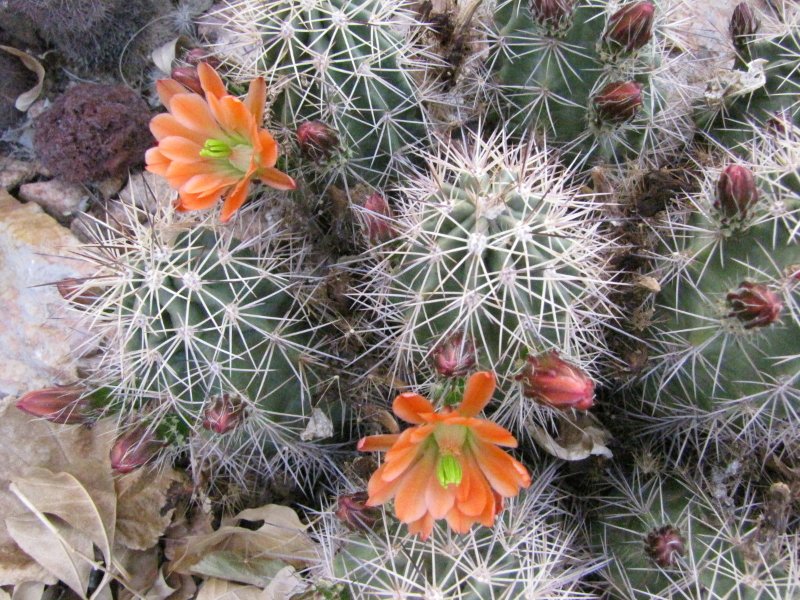 Echinocereus x roetteri2.JPG