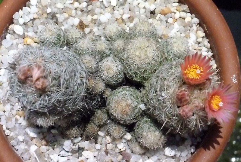 rsz 2017-6-11 Pediocactus simpsonii 1.jpg