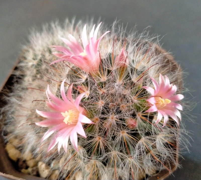 Mammillaria bocasana blooming