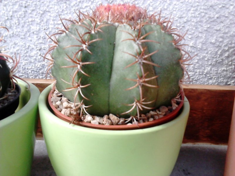 Melocactus(m).JPG