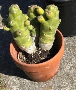 Unidentified-Cactus.jpg