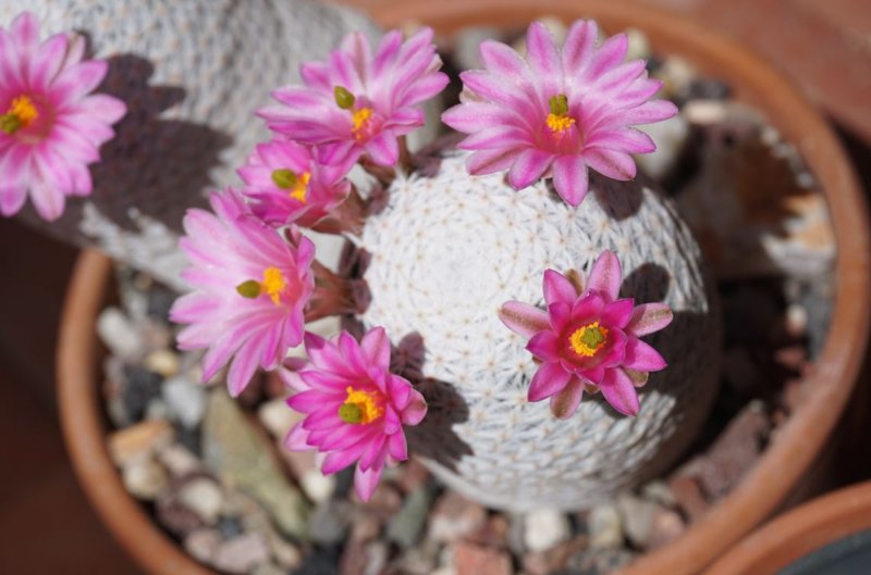 Mammillaria herrerea