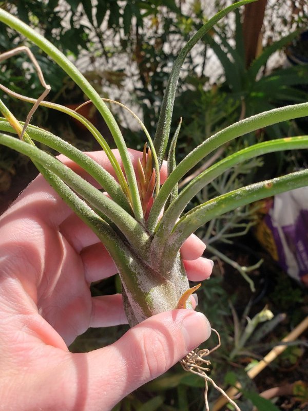 Tillandsia