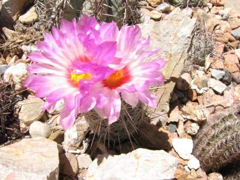 Thelo_bicolor ssp bolaensis or flavidispinus7.JPG