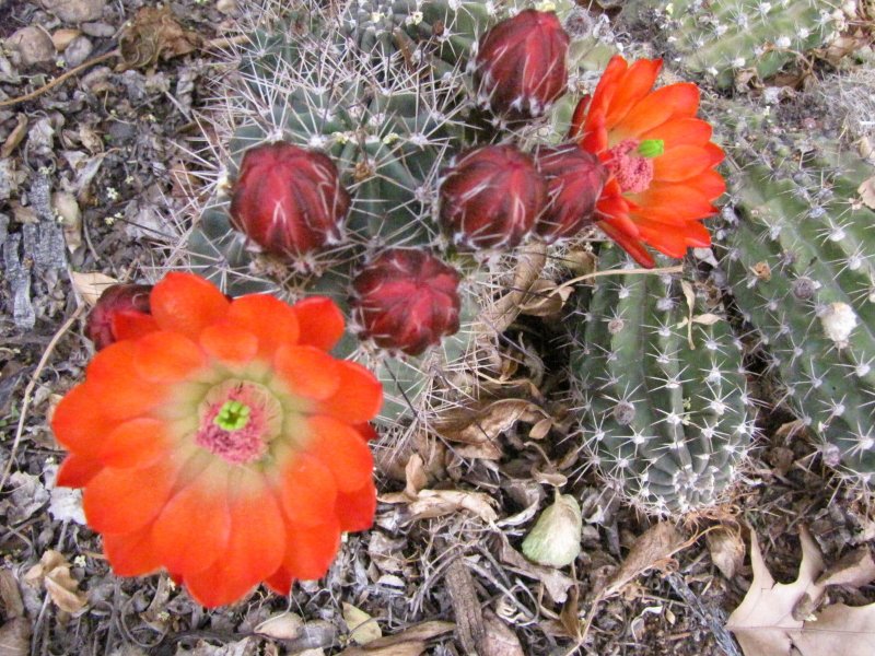 E_coccineus ssp rosei10.JPG