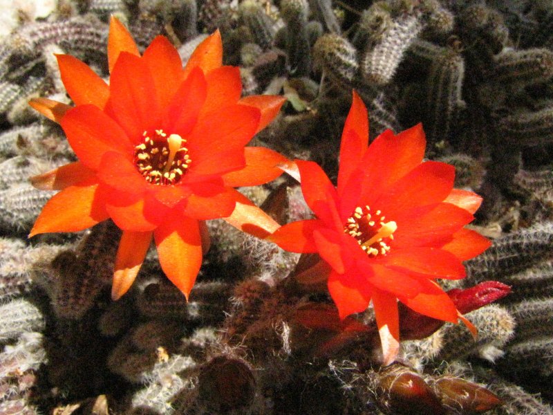 Echinop_chamaecereus4.JPG