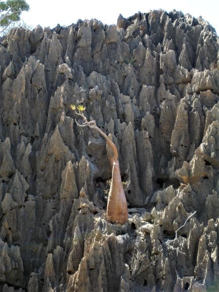 Dorstenia gigas in karst landscape