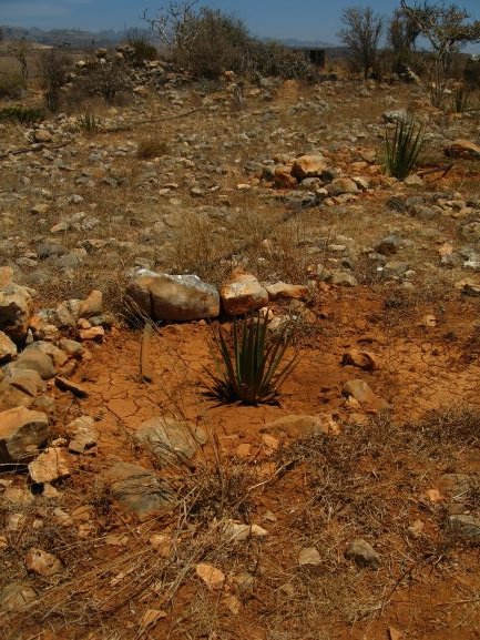 note the water pipe to ensure that the plants can at least survive the parched earth in lower altitude areas