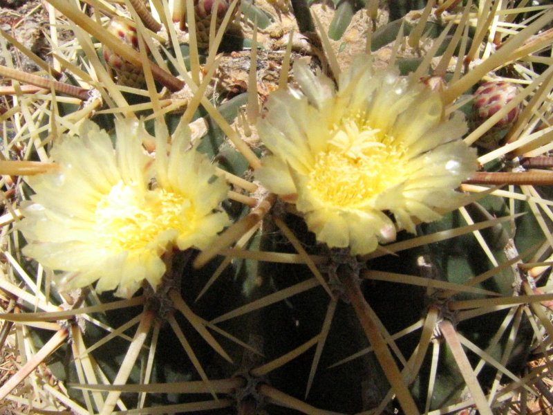 Ferocactus sp prob glaucescens2.JPG