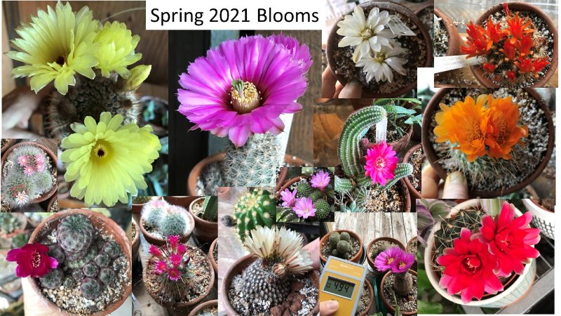 Spring 2021 Blooms.jpg