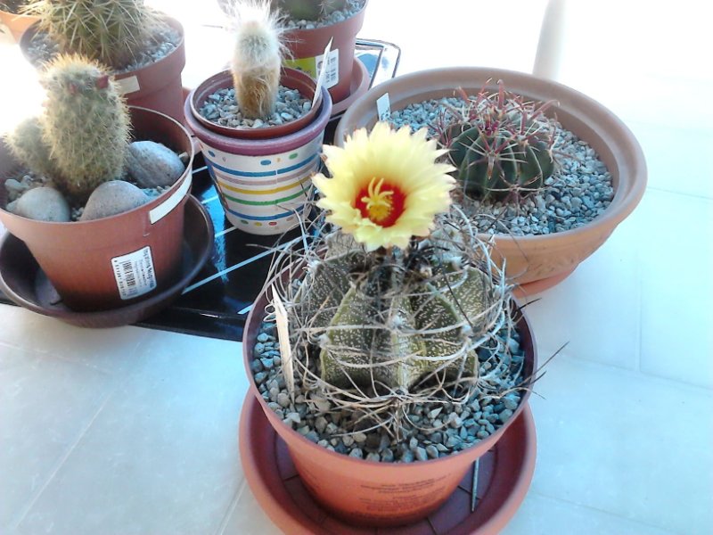 Astrophytum Senile.JPG