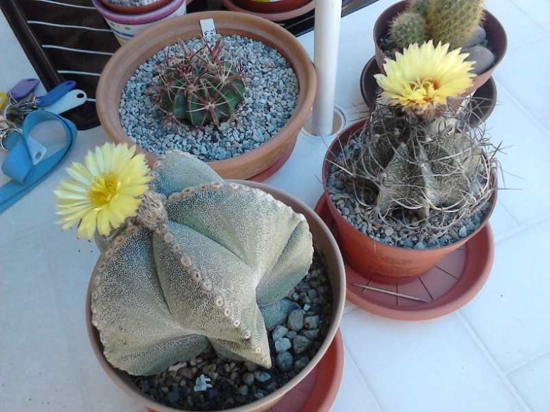 astrophytum senile & myriostigma.JPG