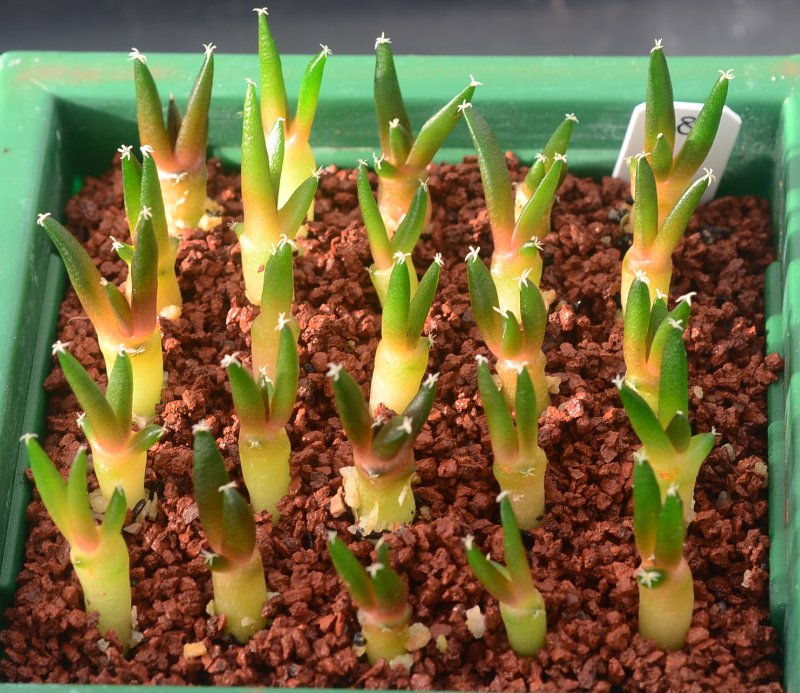 Ariocarpus seedlings