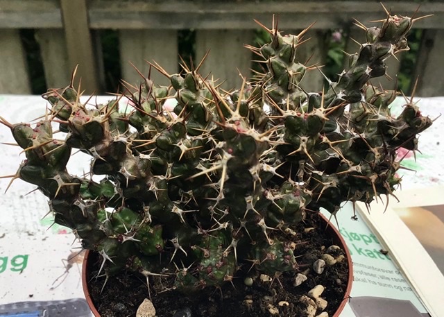 Euphorbia lenewtonii?