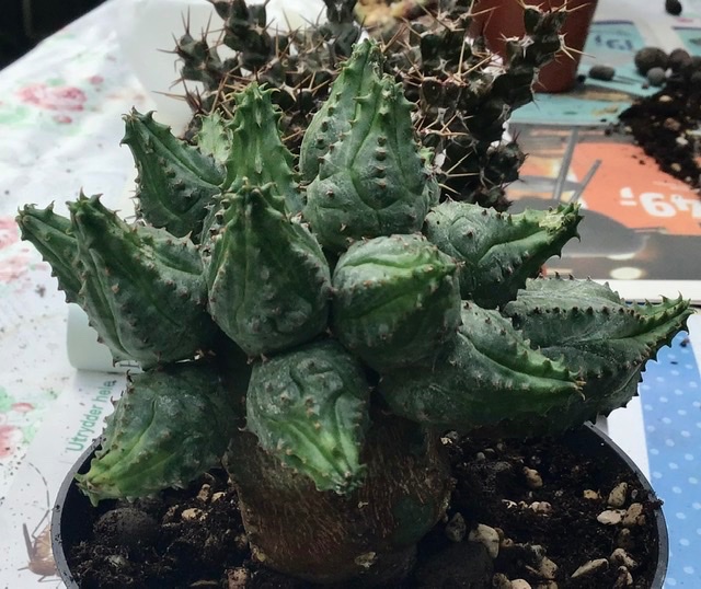 Euphorbia pseudoglobosa?