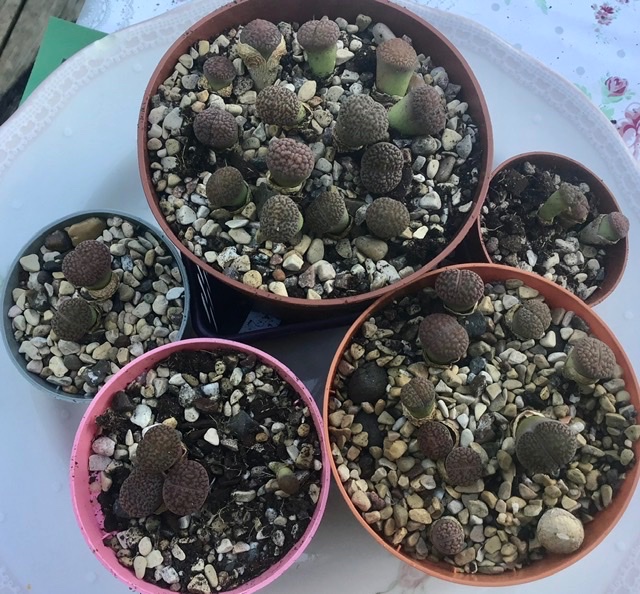 A plate of Lithops :)
