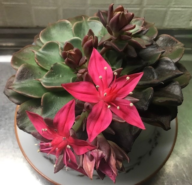 Graptopetalum bellum?