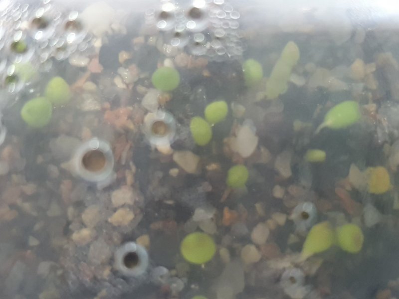 Kikko asterias seedlings