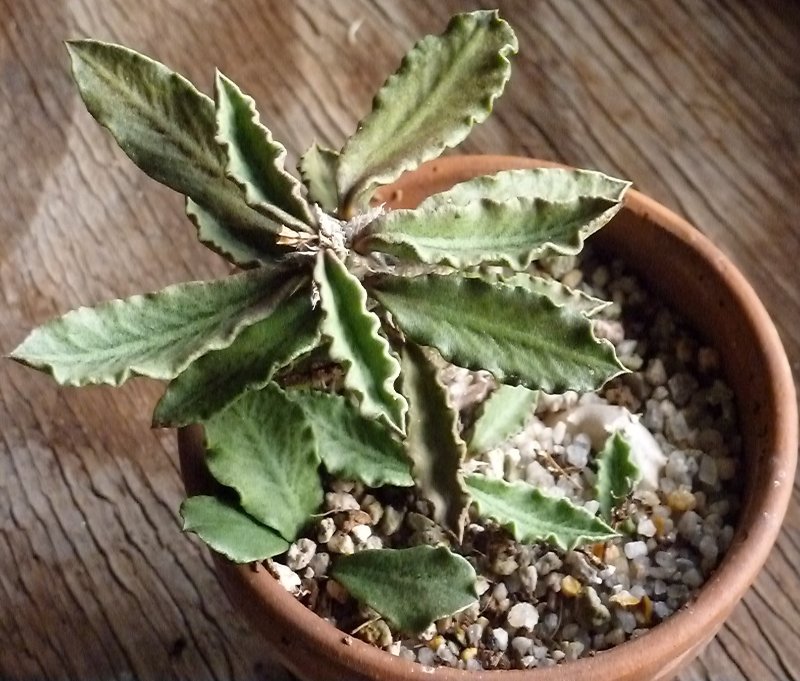 2015-2-12 Euphorbia decaryi decaryi 1.JPG