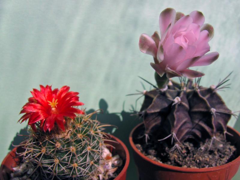 Parodia sp. and Gymnocalycium mihanovichii