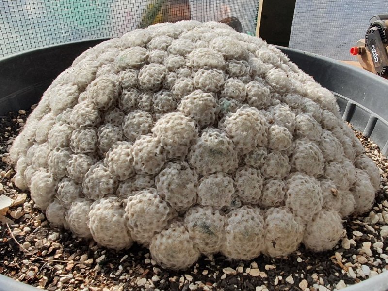 49 year old Mammillaria plumaria