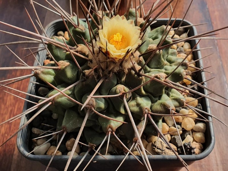 Thelocactus lophothele var Longispinus