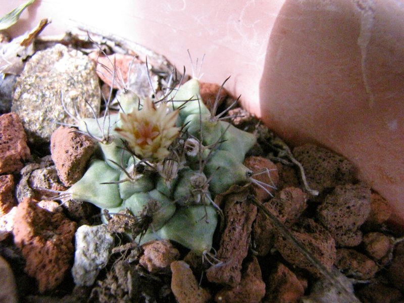 Turbinicarpus swobodae1.JPG