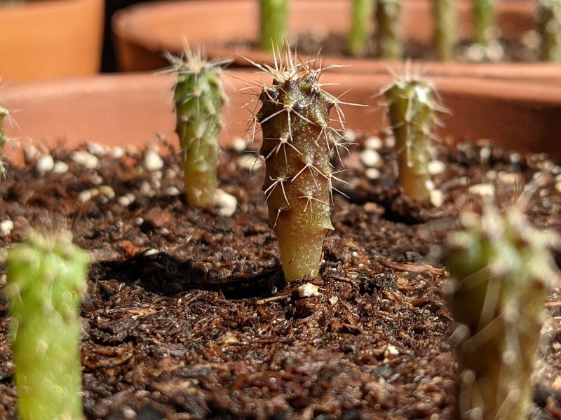 Trichocereus pachanoi