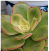 Aeonium Haworthii 'dream color'/'kiwi'