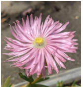 lampranthus flowers - pink