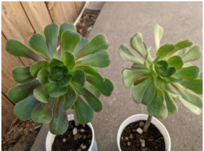 Aeonium probably 'cyclops'