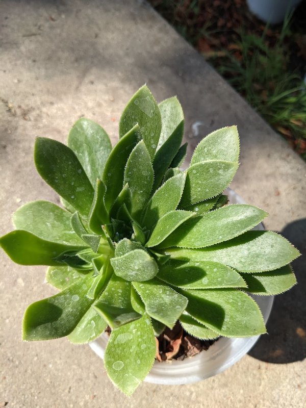 Aeonium simsii