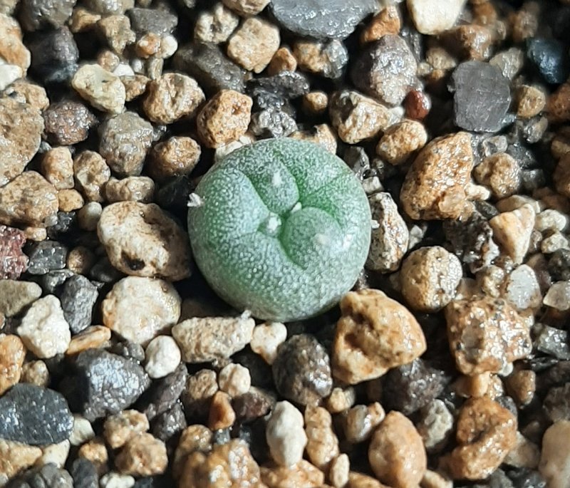 Lophophora williamsii