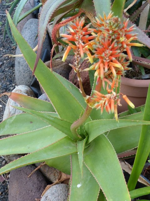 Aloe  suarezensis Blüte (480x640).jpg