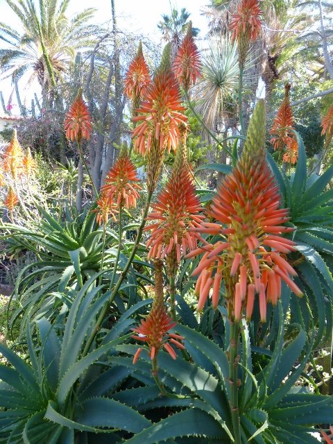 Aloe aborescens Blüten 1 (480x640).jpg