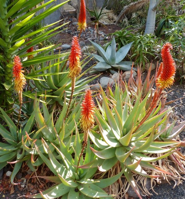 Aloe Hybride 2c2 (597x640).jpg