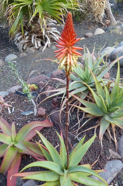 Aloe pienaarii Blüte 1 (423x640).jpg