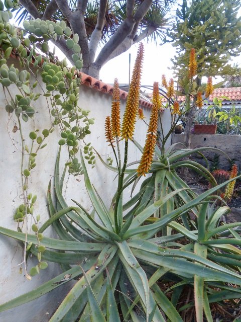 Aloe pretoriensis Blüten (480x640).jpg